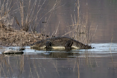 Mugger Crocodile - Moeraskrokodil - Crocodylus palustris