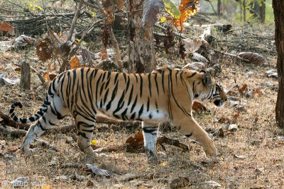 Tiger - Tijger - Panthera tigris