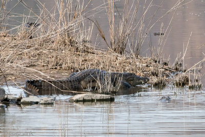 Mugger Crocodile - Moeraskrokodil - Crocodylus palustris