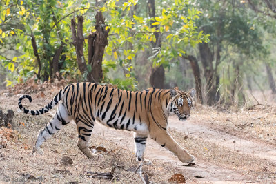 Tiger - Tijger - Panthera tigris