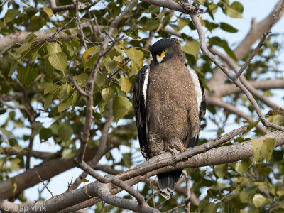 Crested Serpent Eagle - Indische Slangenarend - Spilornis cheela