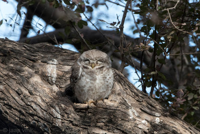 Spotted Owlet - Brahmaanse Steenuil - Athene brama