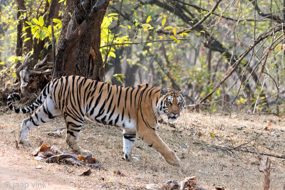 Tiger - Tijger - Panthera tigris