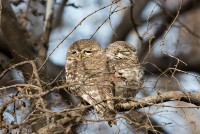 Spotted Owlet - Brahmaanse Steenuil - Athene brama