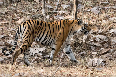 Tiger - Tijger - Panthera tigris