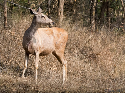 Sambar Deer - Sambar - Rusa unicolor