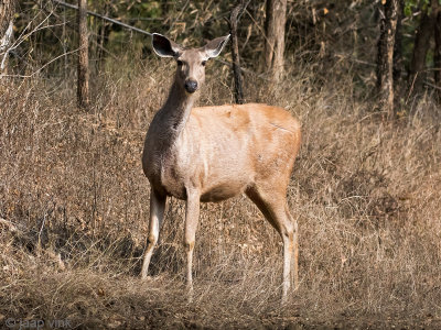 Sambar Deer - Sambar - Rusa unicolor