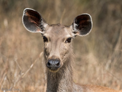 Sambar Deer - Sambar - Rusa unicolor