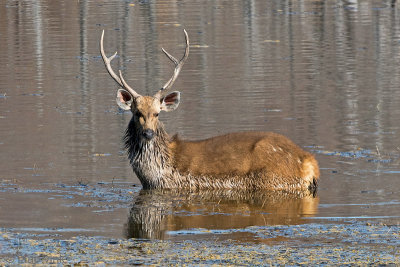 Sambar Deer - Sambar - Rusa unicolor