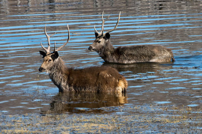 Sambar Deer - Sambar - Rusa unicolor