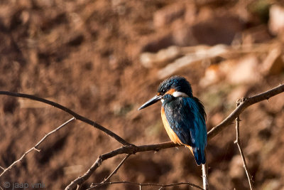 Eurasian Kingfisher - IJsvogel - Alcedo atthis