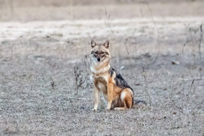 Golden Jackal - Goudjakhals - Canis aureus