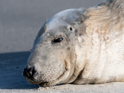 Grey Seal - Grijze Zeehond - Halichoerus grypus