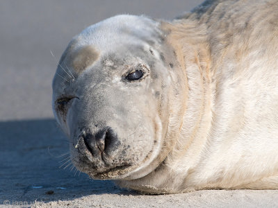 Grey Seal - Grijze Zeehond - Halichoerus grypus