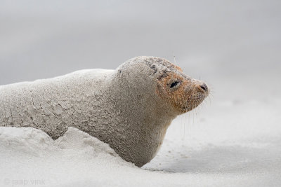 Harbour Seal - Gewone Zeehond - Phoca vitulina