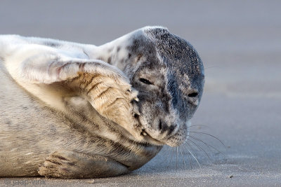 Harbour Seal - Gewone Zeehond - Phoca vitulina