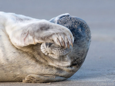 Harbour Seal - Gewone Zeehond - Phoca vitulina