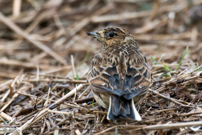 Eurasian Skylark - Veldleeuwerik - Alauda arvensis