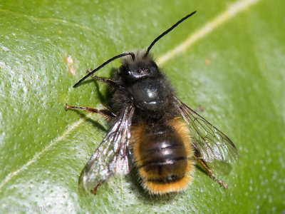 European Orchard Bee - Gehoornde metselbij - Osmia cornuta