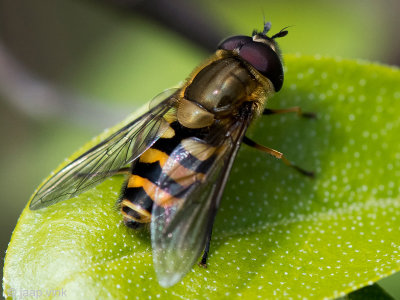 Syrphidae - Bosbandzweefvlieg - Syrphus torvus