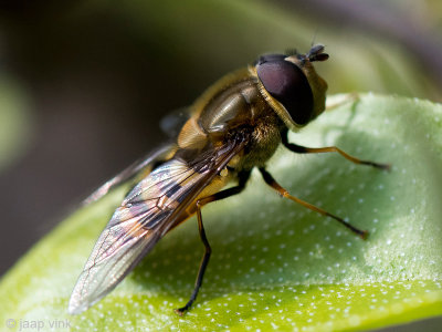 Syrphidae - Bosbandzweefvlieg - Syrphus torvus
