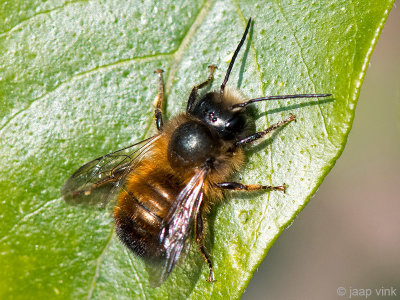Red Mason Bee - Rosse Metselbij - Osmia bicornis