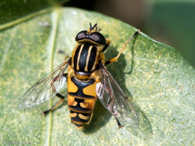 Syrphidae - Gewone Pendelvlieg - Helophilus pendulus