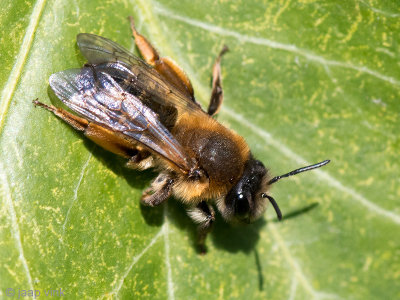 Grey-gastered Mining Bee - Grijze Rimpelrug - Andrena tibialis