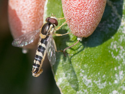 Syrphidae - Langlijfje spec - Sphaerophoria spec