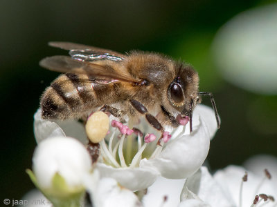 Honey bee - Honingbij - Apis mellifera