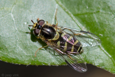 Syrphidae - Bretelwimperzweefvlieg - Dasysyrphus albostriatus