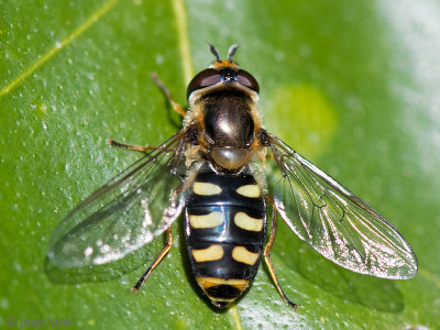 Syrphidae - Grote Kommazweefvlieg - Eupeodes luniger