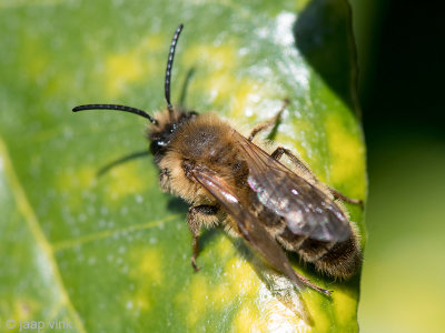 Spring mining bee - Grote zijdebij - Colletes cunicularius