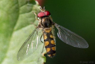 Syrphidae - Variabel Elfje - Meliscaeva auricollis