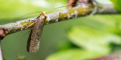Adelidae - Gevlekte Langsprietmot - Nematopogon adansoniella