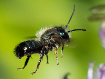 Red Mason Bee - Rosse Metselbij - Osmia bicornis