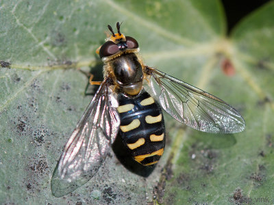 Syrphidae - Grote Kommazweefvlieg - Eupeodes luniger