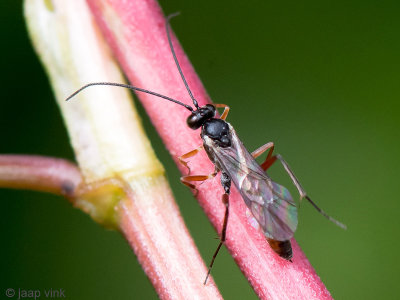 Ichneumonidae - Sluipwesp onbekend - Ichneumonidae indet.