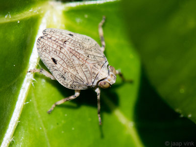Issidae - Planthopper - Cicade - Issus coleoptratus