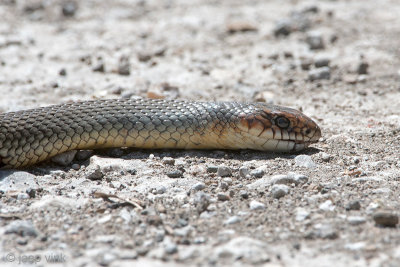 Caspian Whip Snake - Kaspische Pijlslang - Dolichophis caspius