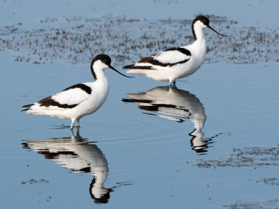 Avocet - Kluut - Recurvirostra avosetta