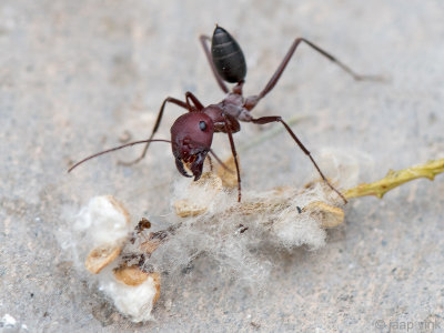 Blood-red Ant - Bloedrode Roofmier - Formica sanguinea