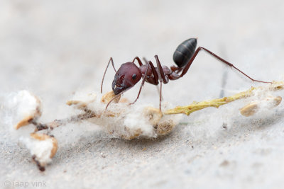Blood-red Ant - Bloedrode Roofmier - Formica sanguinea