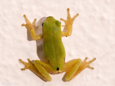 Tree Frog - Boomkikker - Hyla arborea