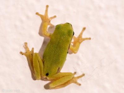 Tree Frog - Boomkikker - Hyla arborea