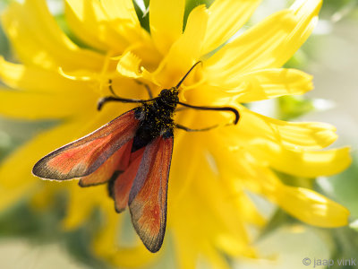 Burnet butterfly - Bloeddrupje - Zygaenidae