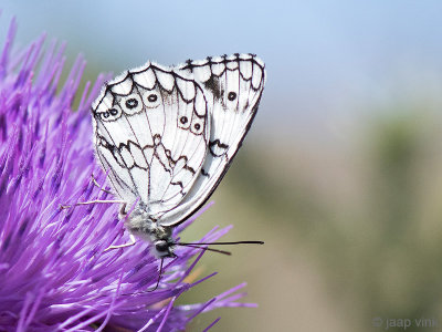 Balkan Marbled White - Oostelijk Dambordje - Melanargia larissa