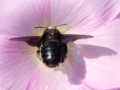 Violet Carpenter Bee - Blauwzwarte Houtbij - Xylocopa violacea