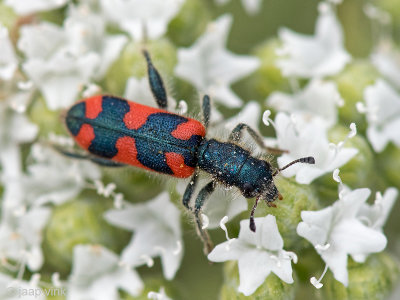 Checkered Beetle - Mierkever - Trichodes punctatus