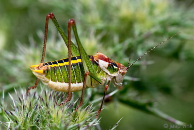 Mytilene Bright Bush-cricket - Poecilimon mytilenensis brevissimus
